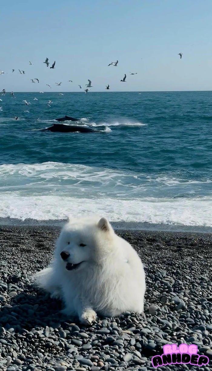 avatar điện thoại bí ẩn