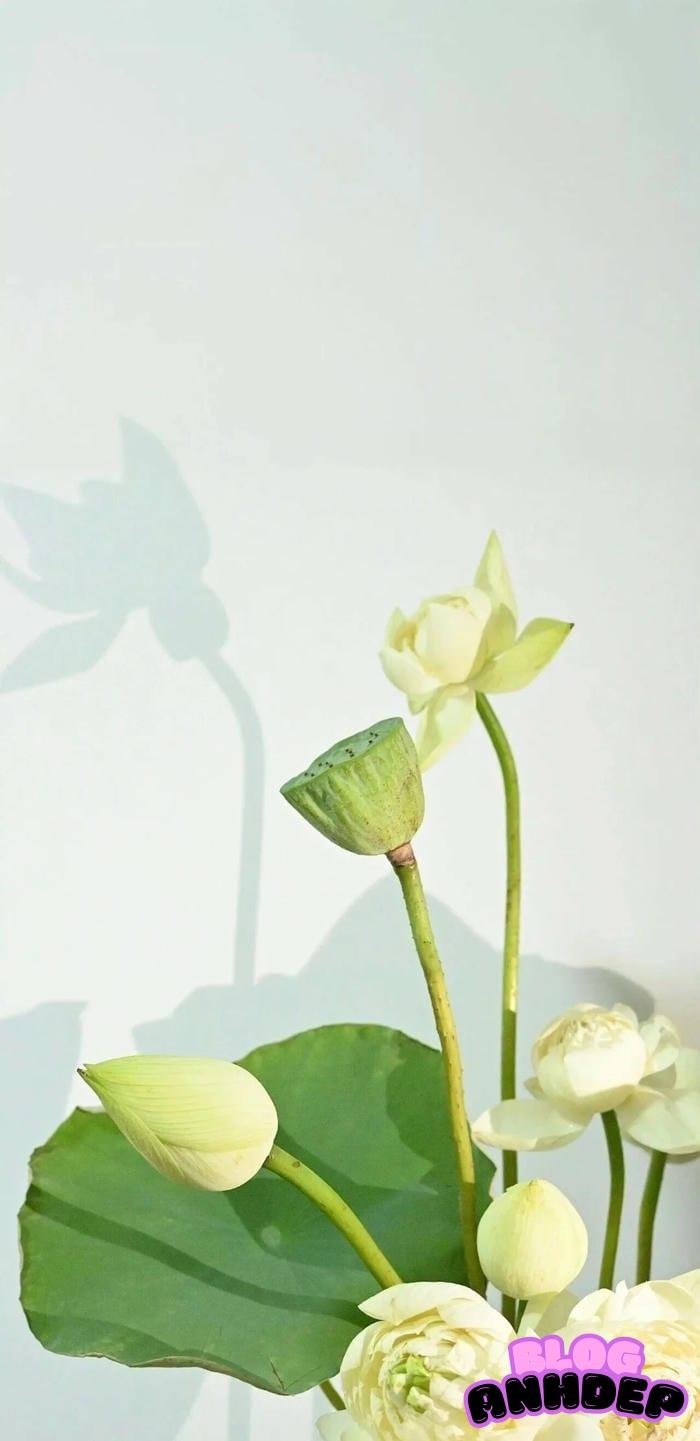 avatar điện thoại nghệ thuật