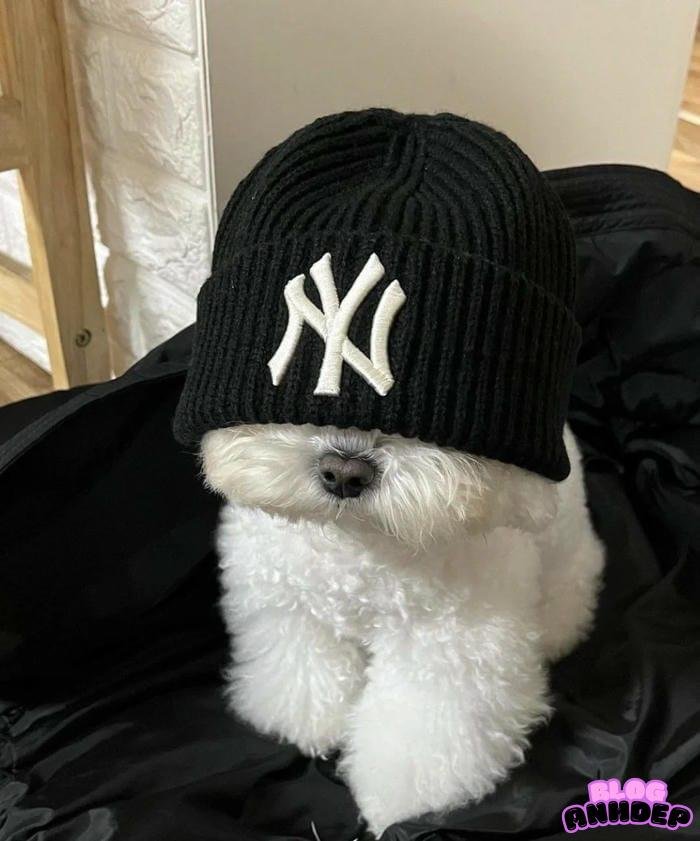 avatar độc lạ hài hước