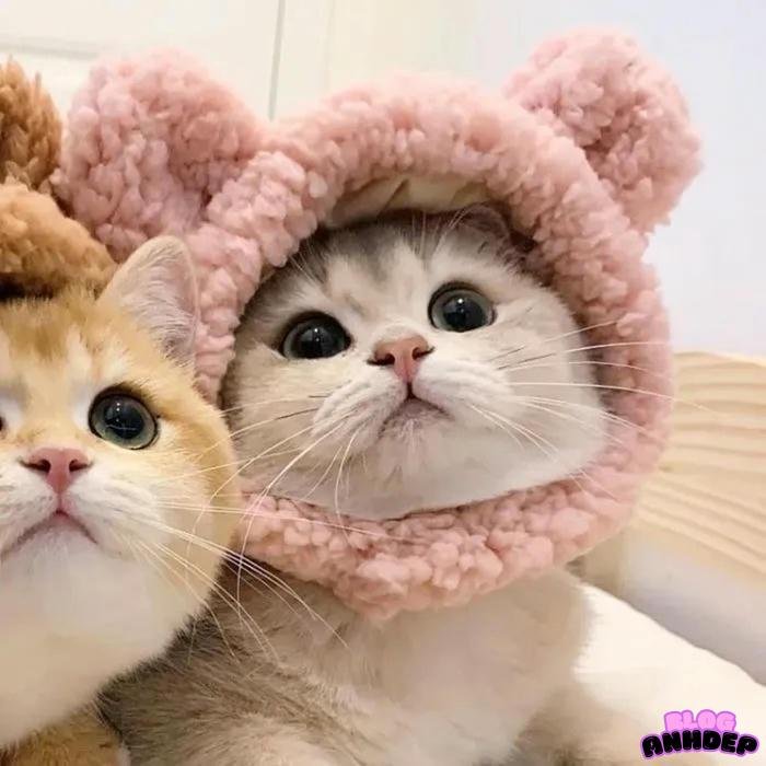 avatar đôi cho các bạn