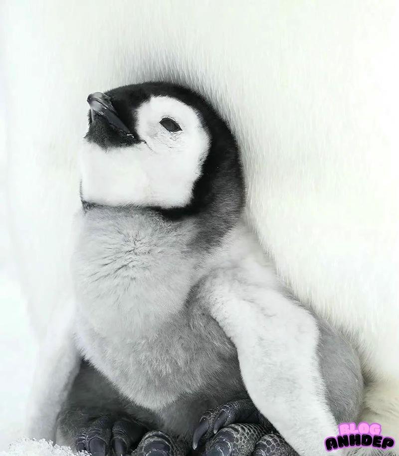 avatar đôi khủng log và cánh cụt