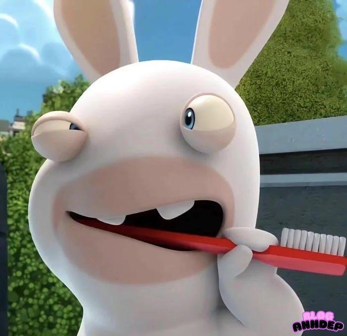 avatar hài hước chó mèo