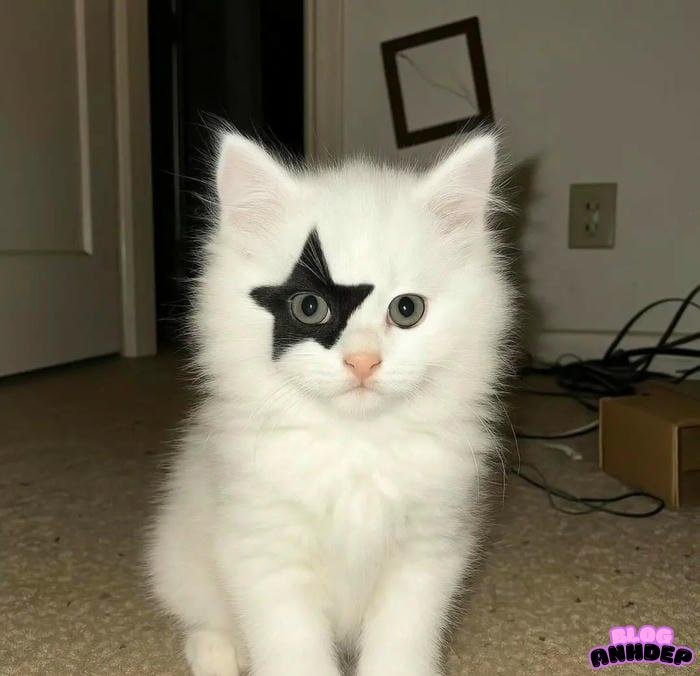 avatar hài hước đáng yêu