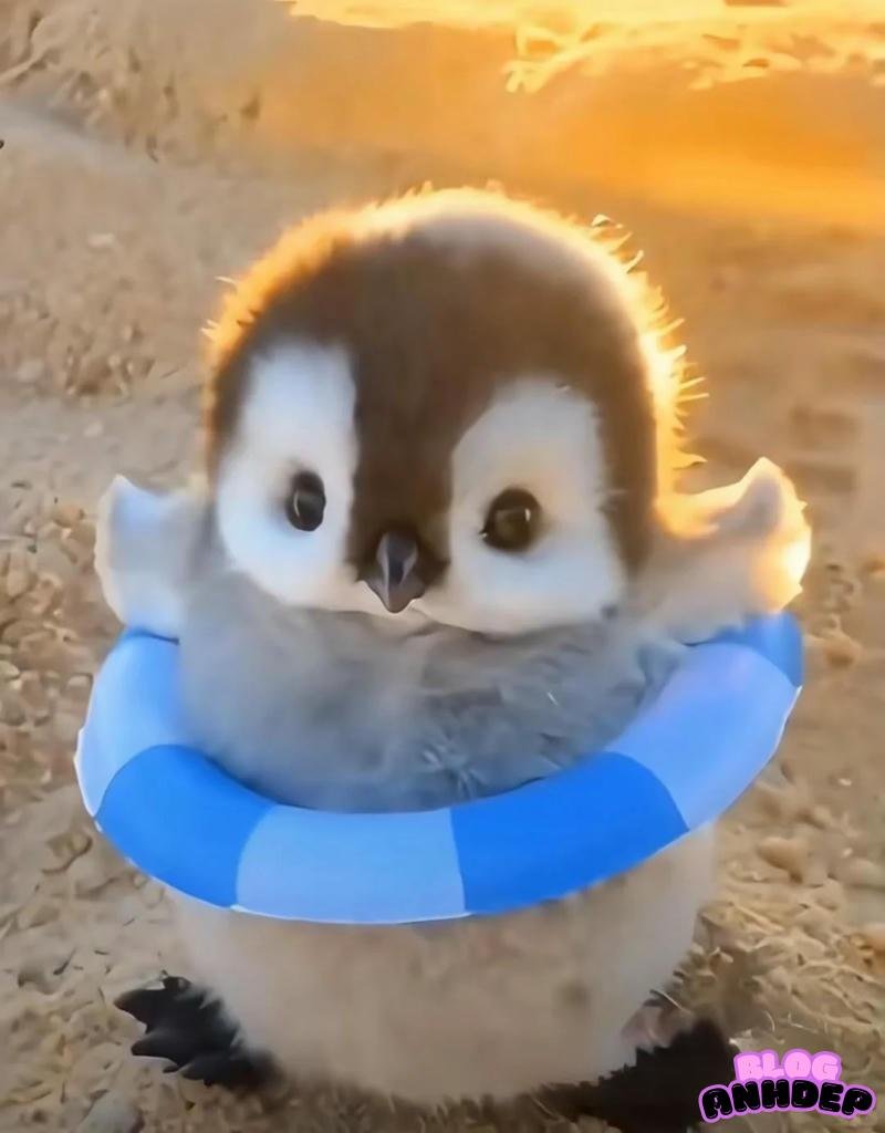 avatar hình chim cánh cụt