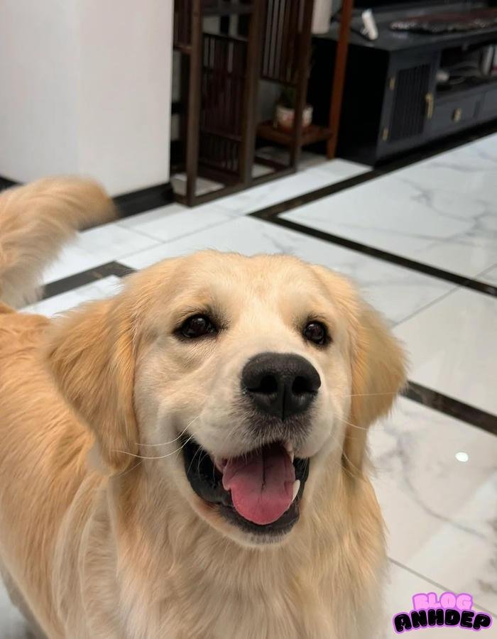 avatar hình con chó