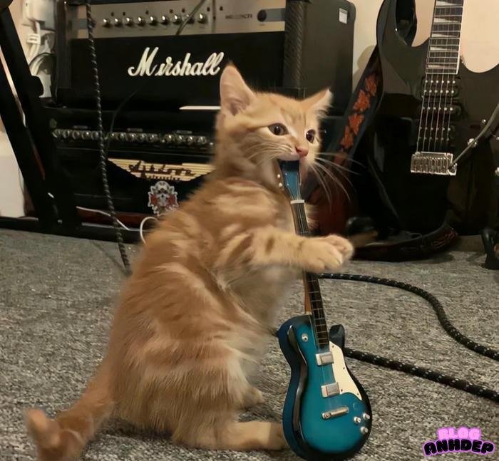 avatar nhạc nhẽo