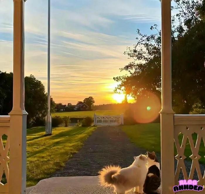 hình ảnh chill đẹp