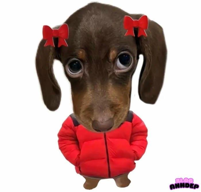 hình avatar hài hước lầy lội