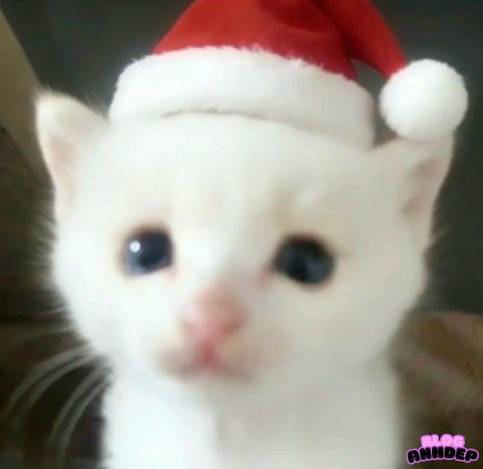 hình avatar noel dễ thương