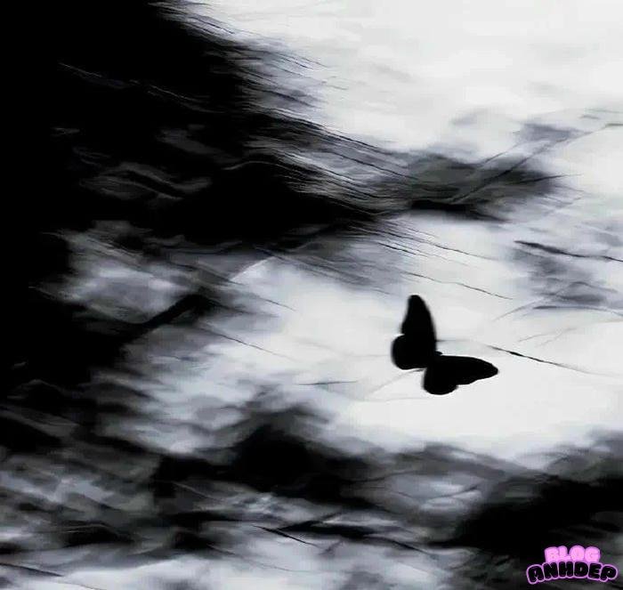 hình đại diện đen thu hút