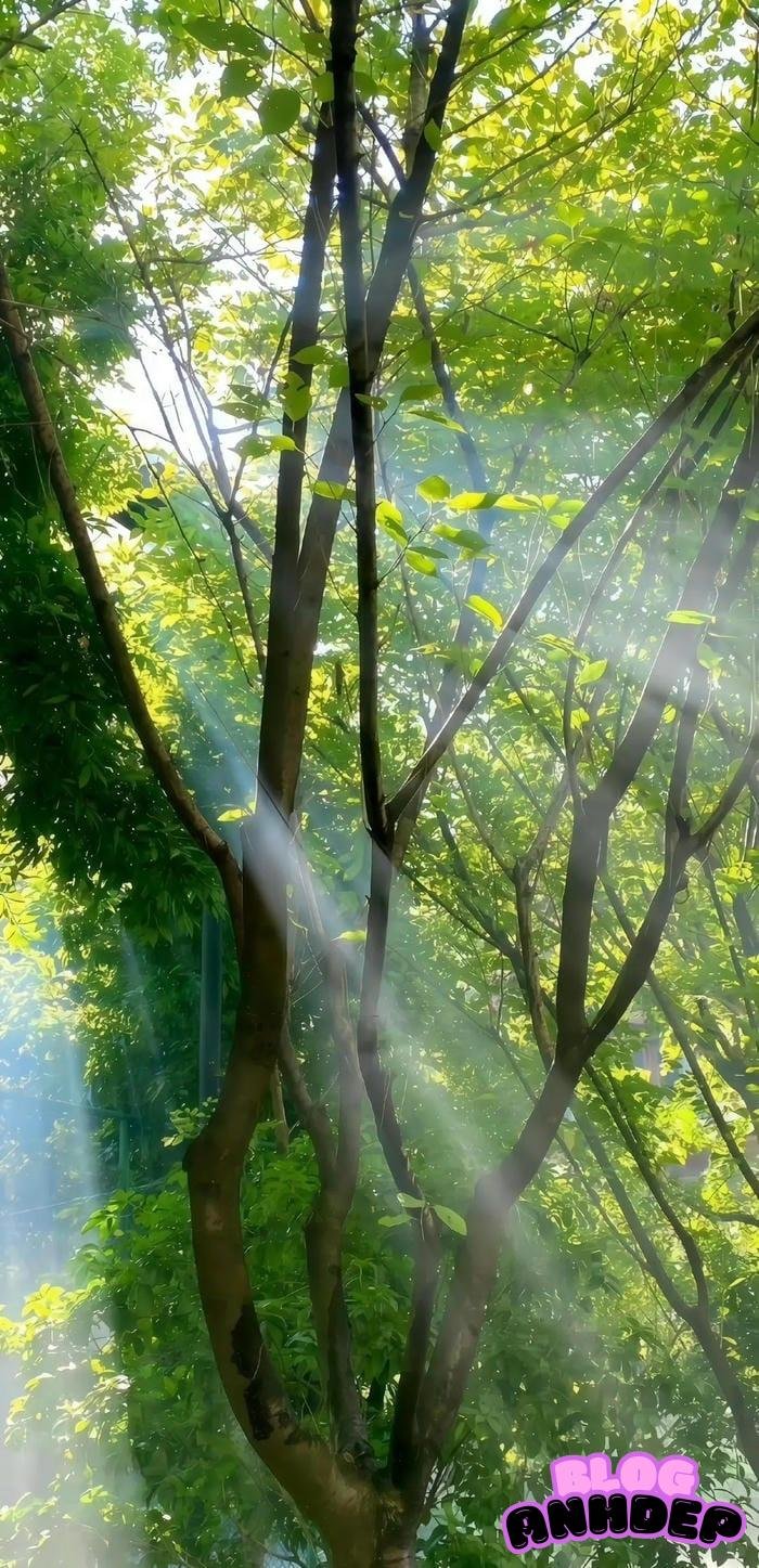 hình đại diện điện thoại độc lạ