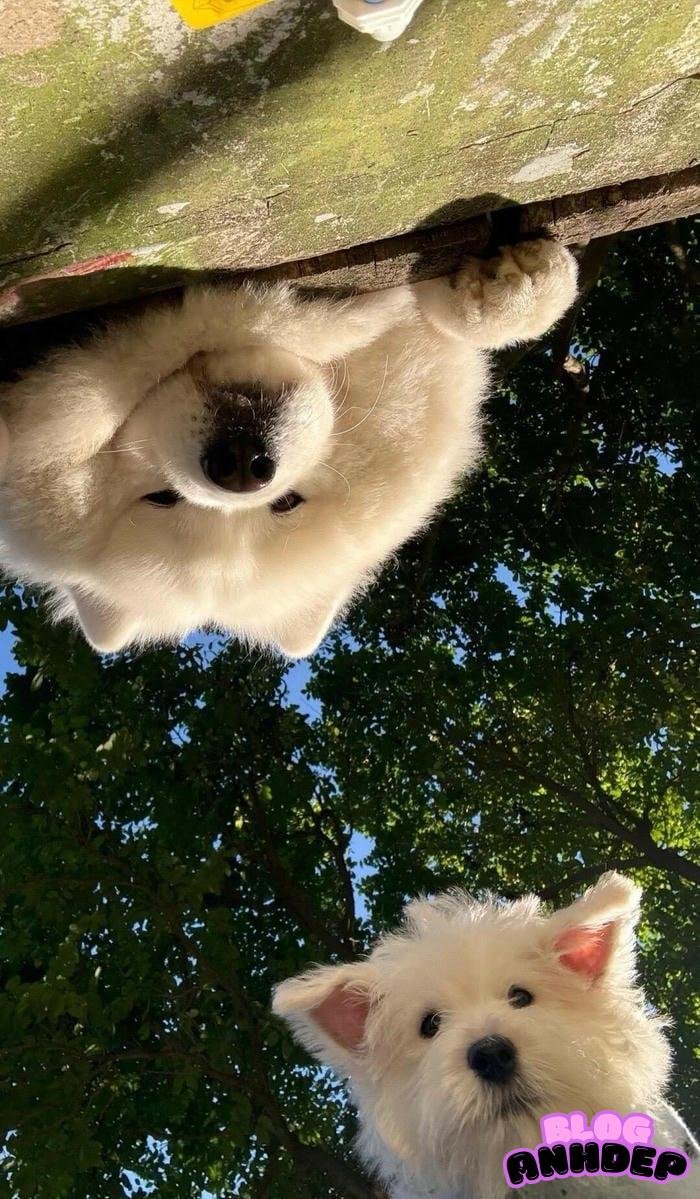 hình đại diện điện thoại nền tối