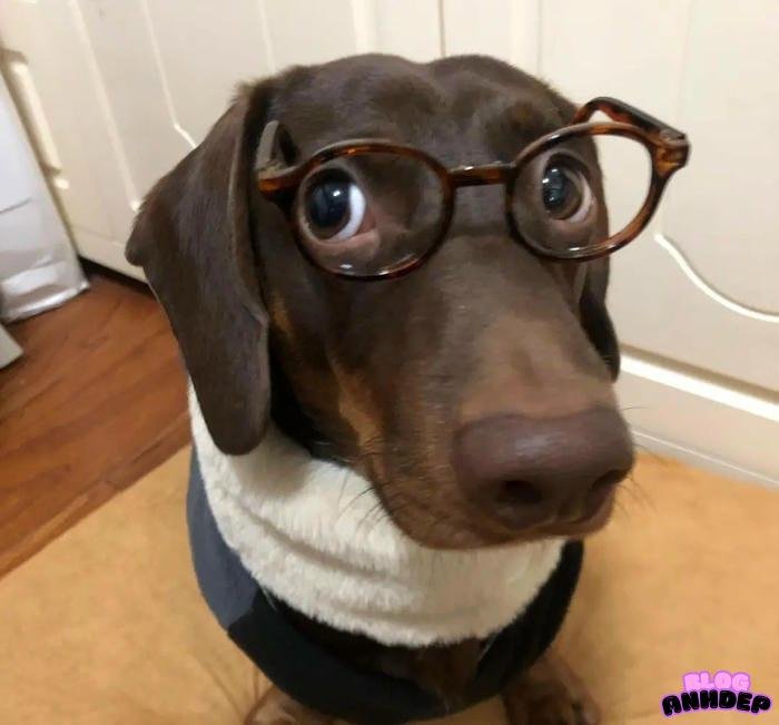 hình đại diện hài hước troll bạn bè